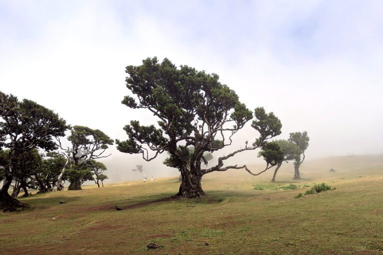 Madeira West Tour: Urban and Nature Adventure