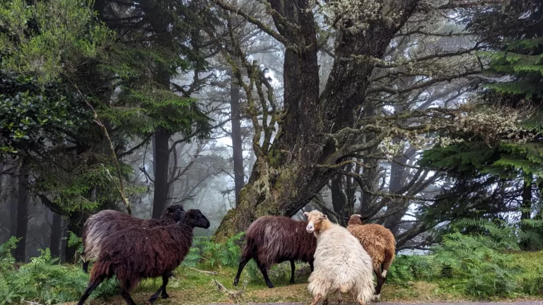 Madeira: Flora and Fauna