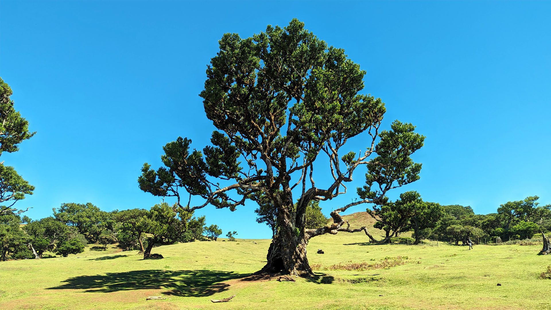 Fanal Forest COPY