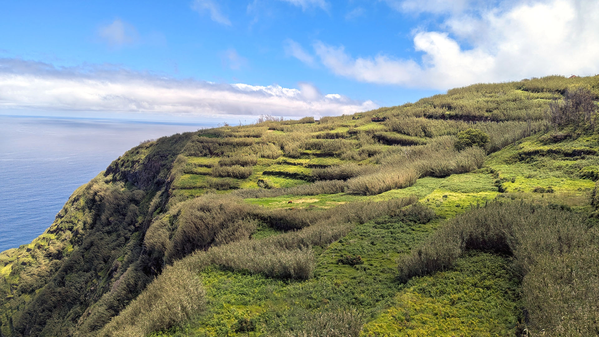 Abandoned terraces near Achadas da Cruz, with green grass covering the old agricultural steps and the cliffs rising above in a lush, natural landscape